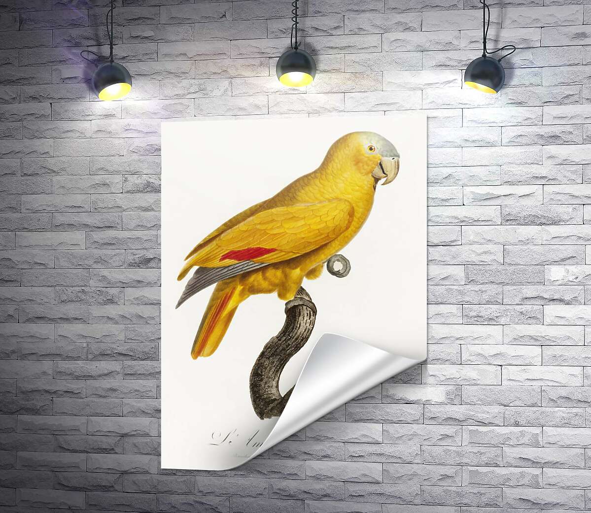 печать Яркий желтый попугай
