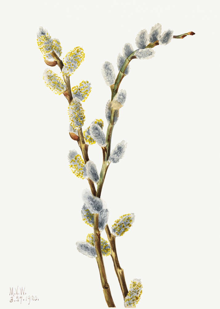 картина-постер Ветки цветущей вербы