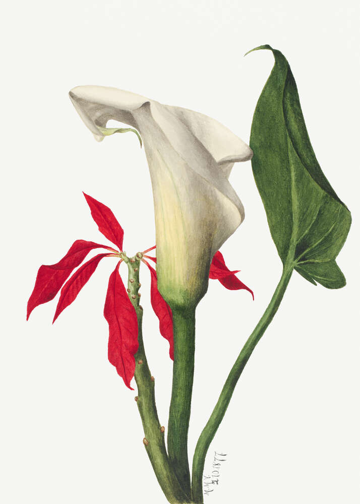 картина-постер Сдержанная калла оттенённая красными листьями