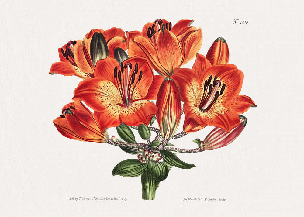 картина-постер Гілка квітучої вогненно-рудої лілії