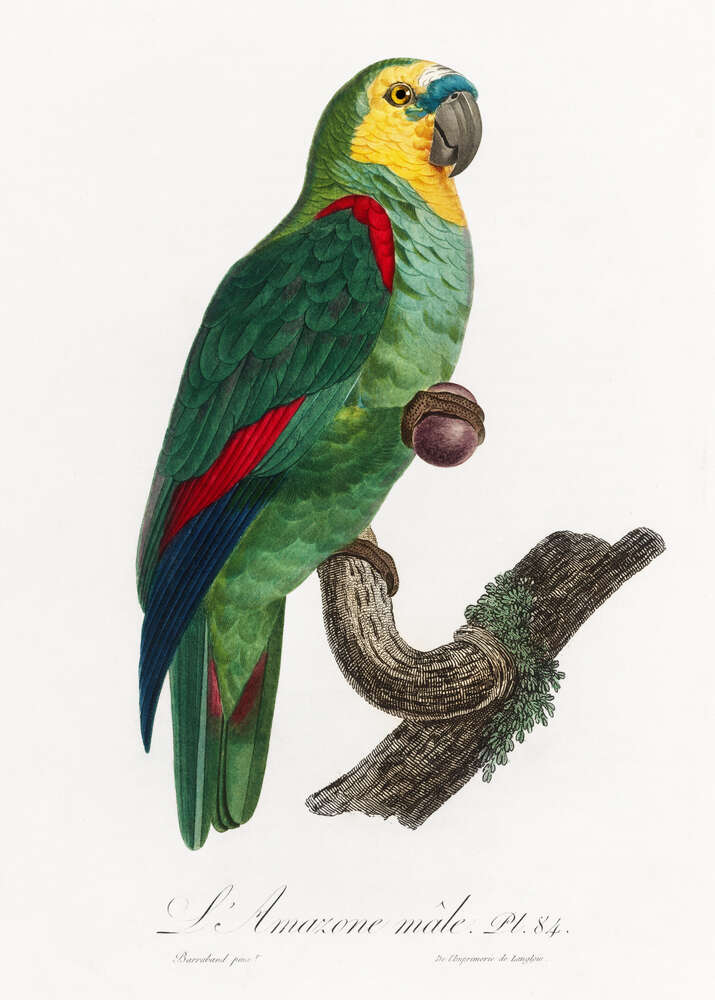 картина-постер Зелений тропічний папуга