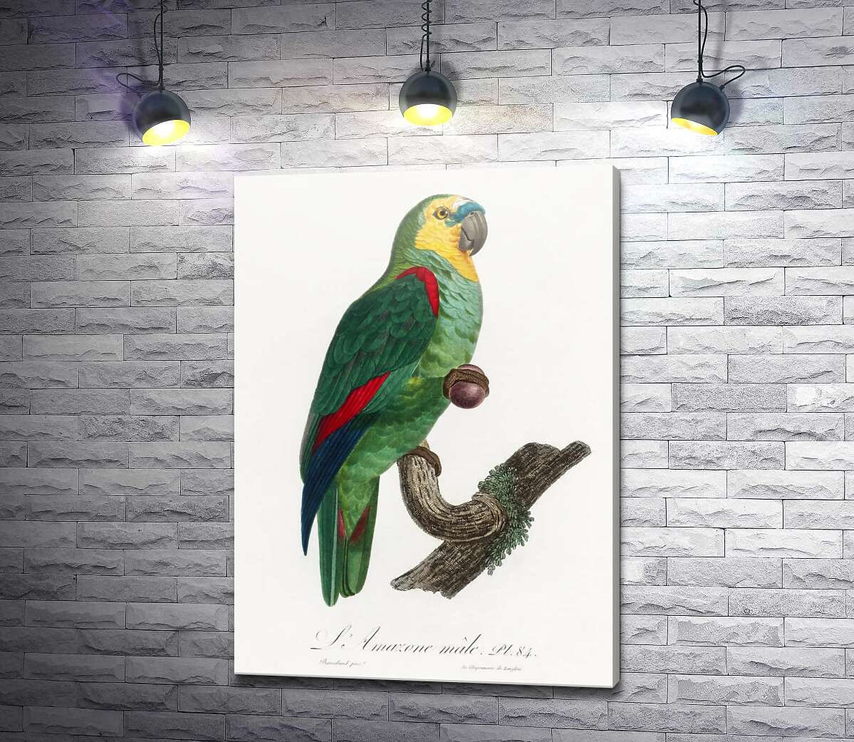 картина Зелений тропічний папуга