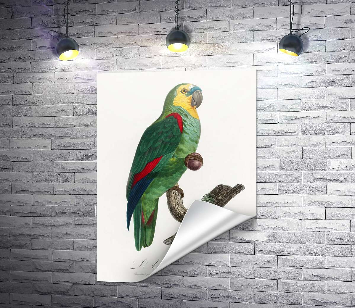 печать Зеленый тропический попугай