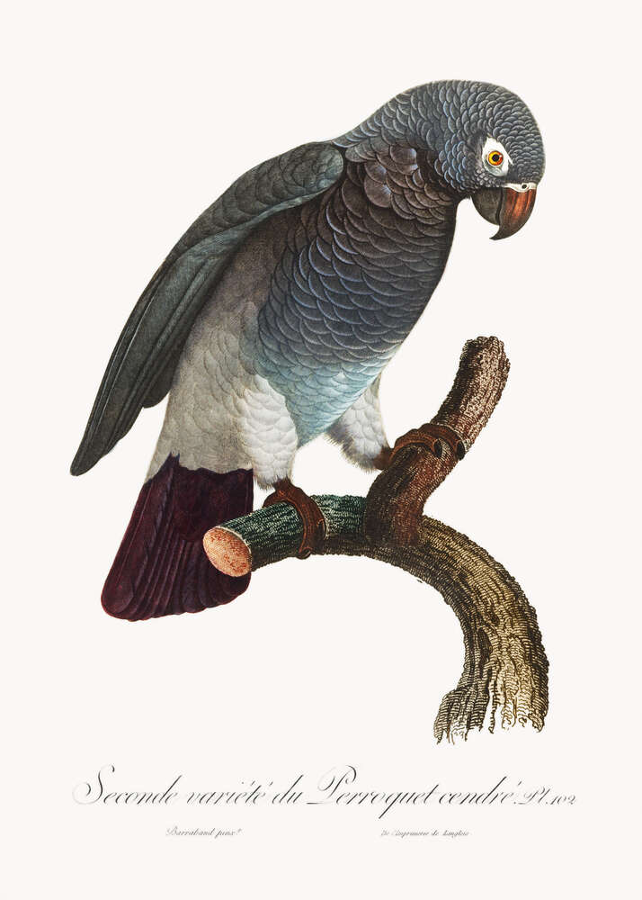 картина-постер Сірий африканський папуга жако