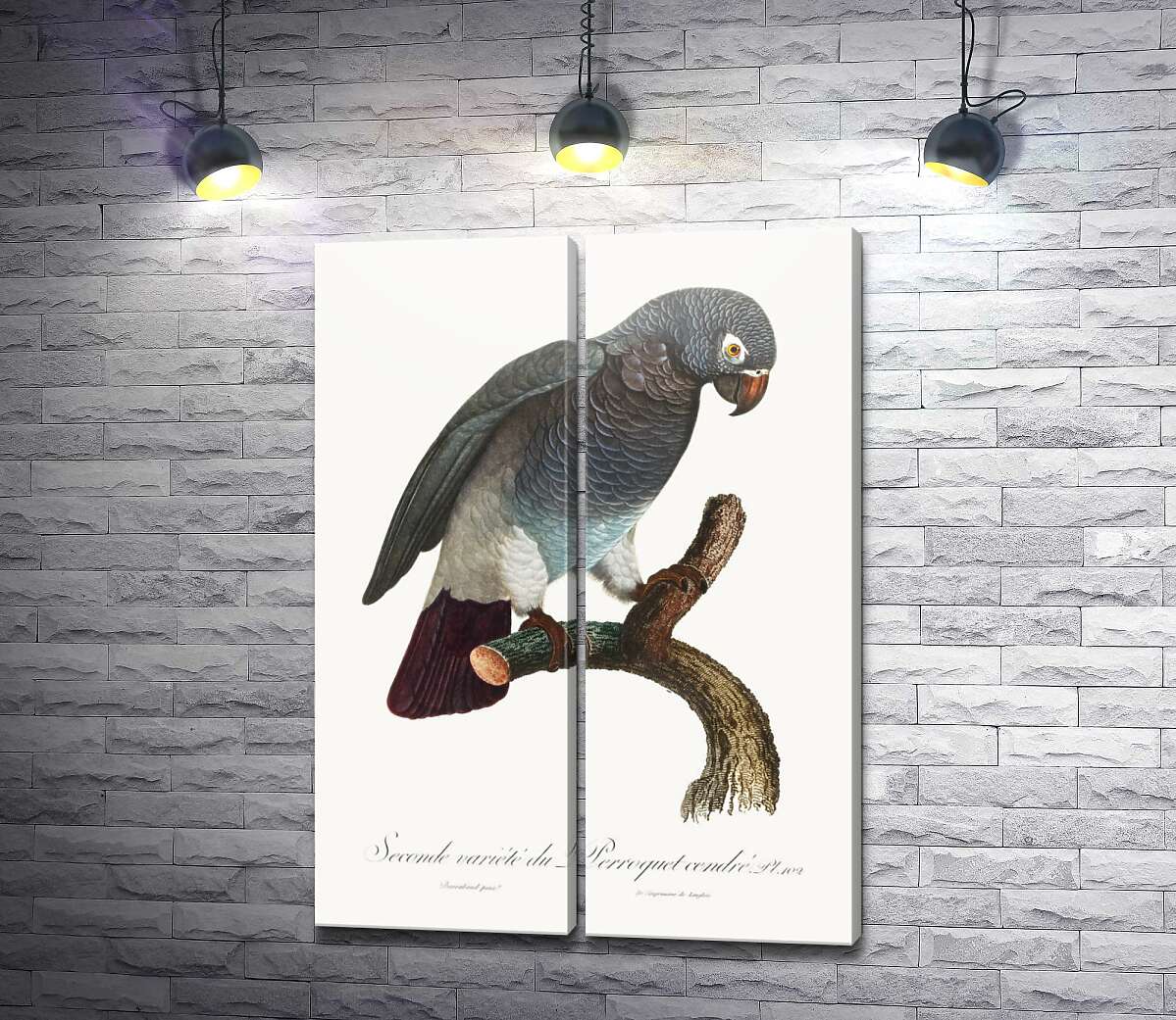 модульная картина Серый африканский попугай жако