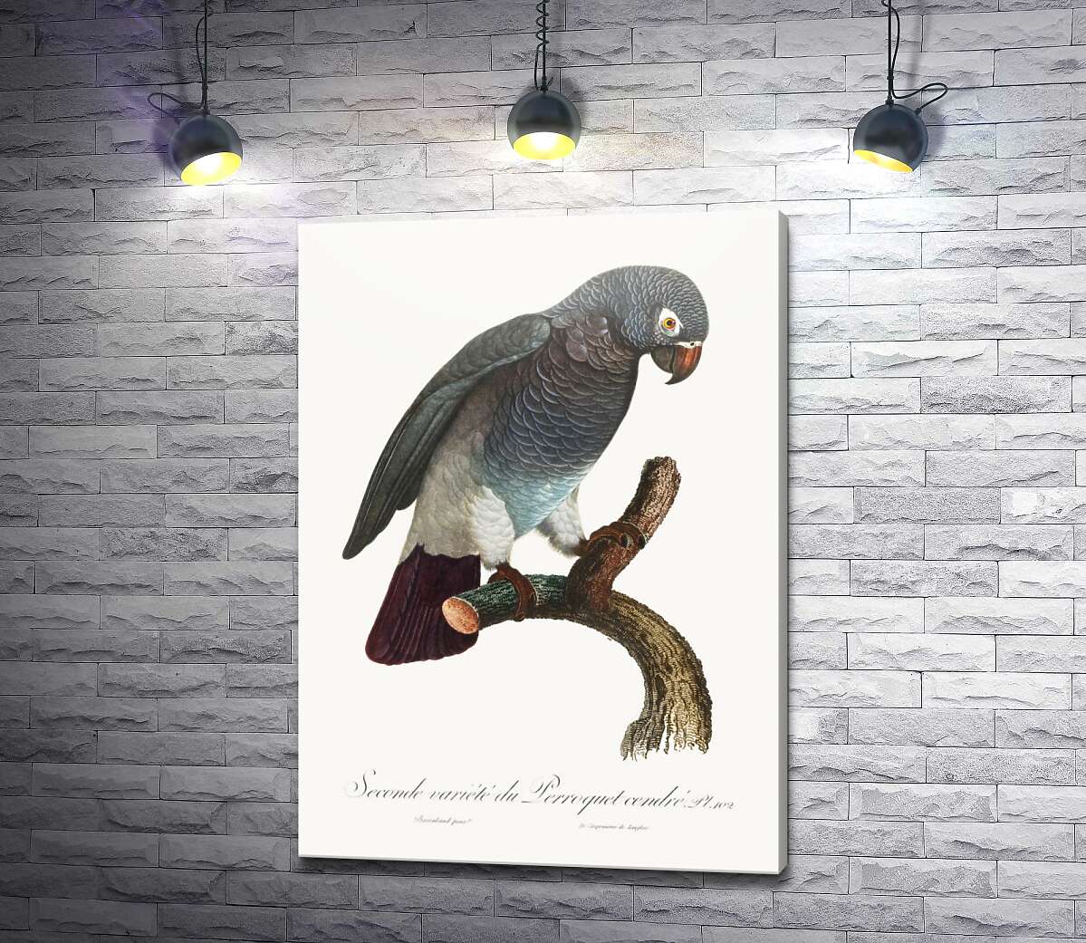 картина Сірий африканський папуга жако