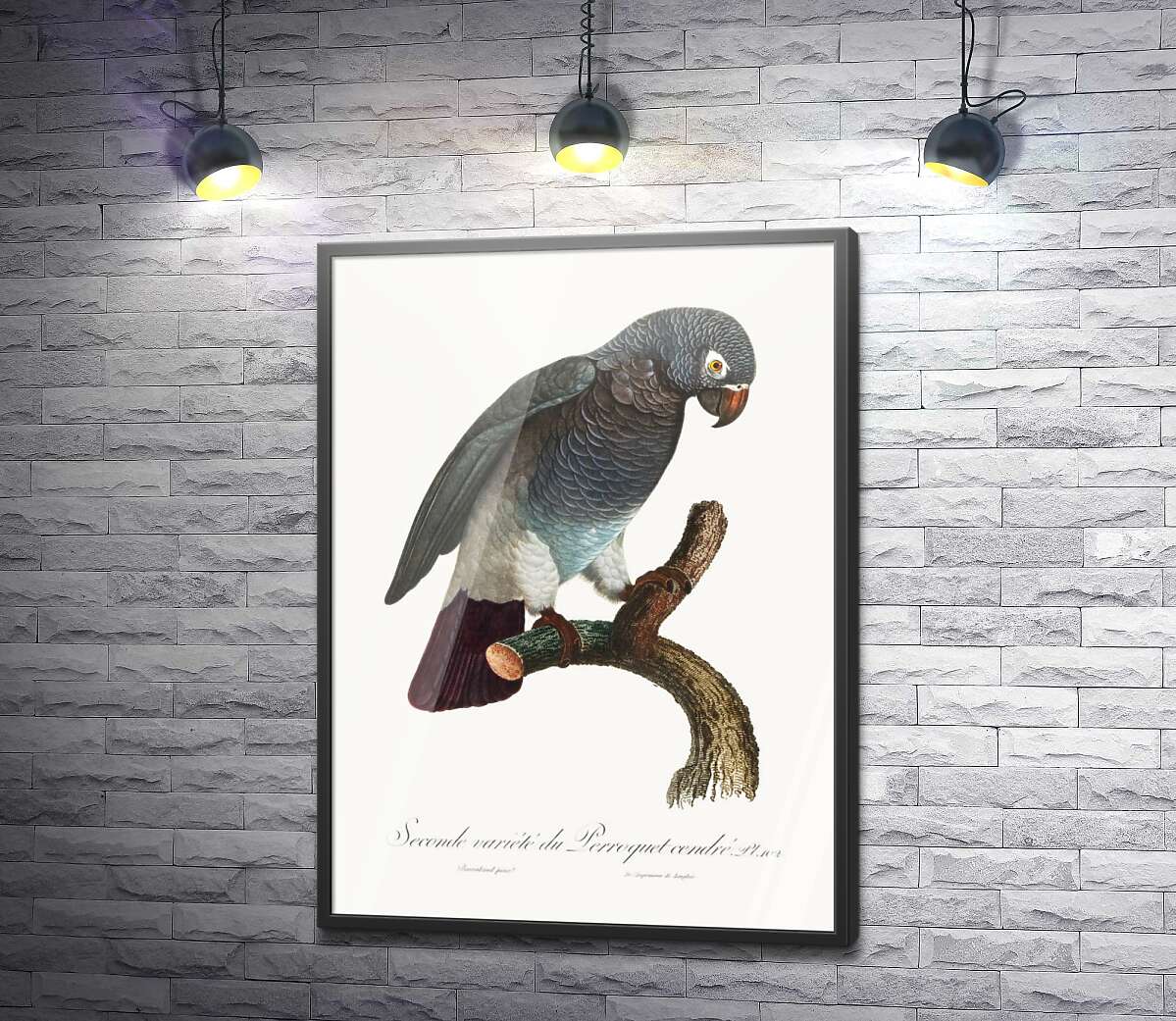 постер Серый африканский попугай жако