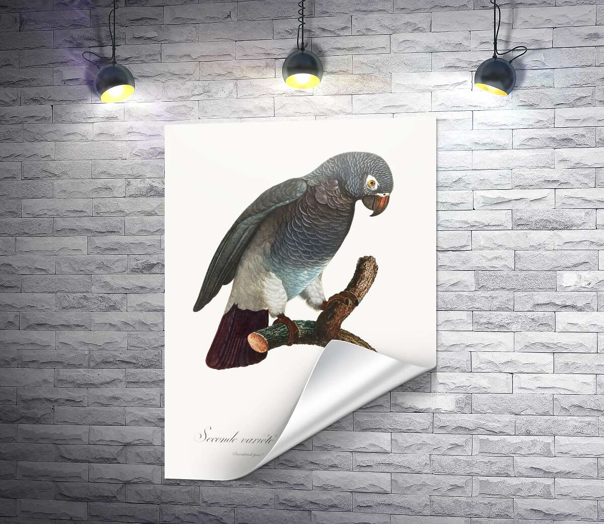 друк Сірий африканський папуга жако