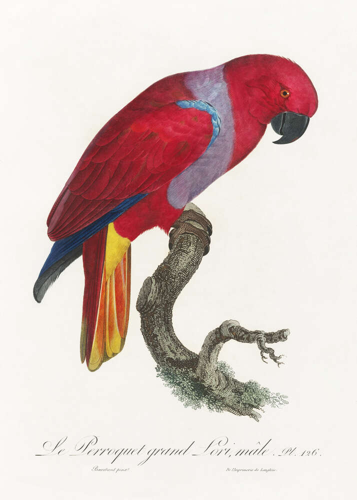картина-постер Яркий красный попугай