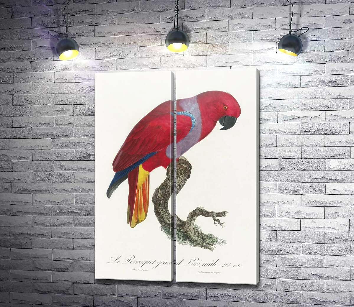 модульная картина Яркий красный попугай