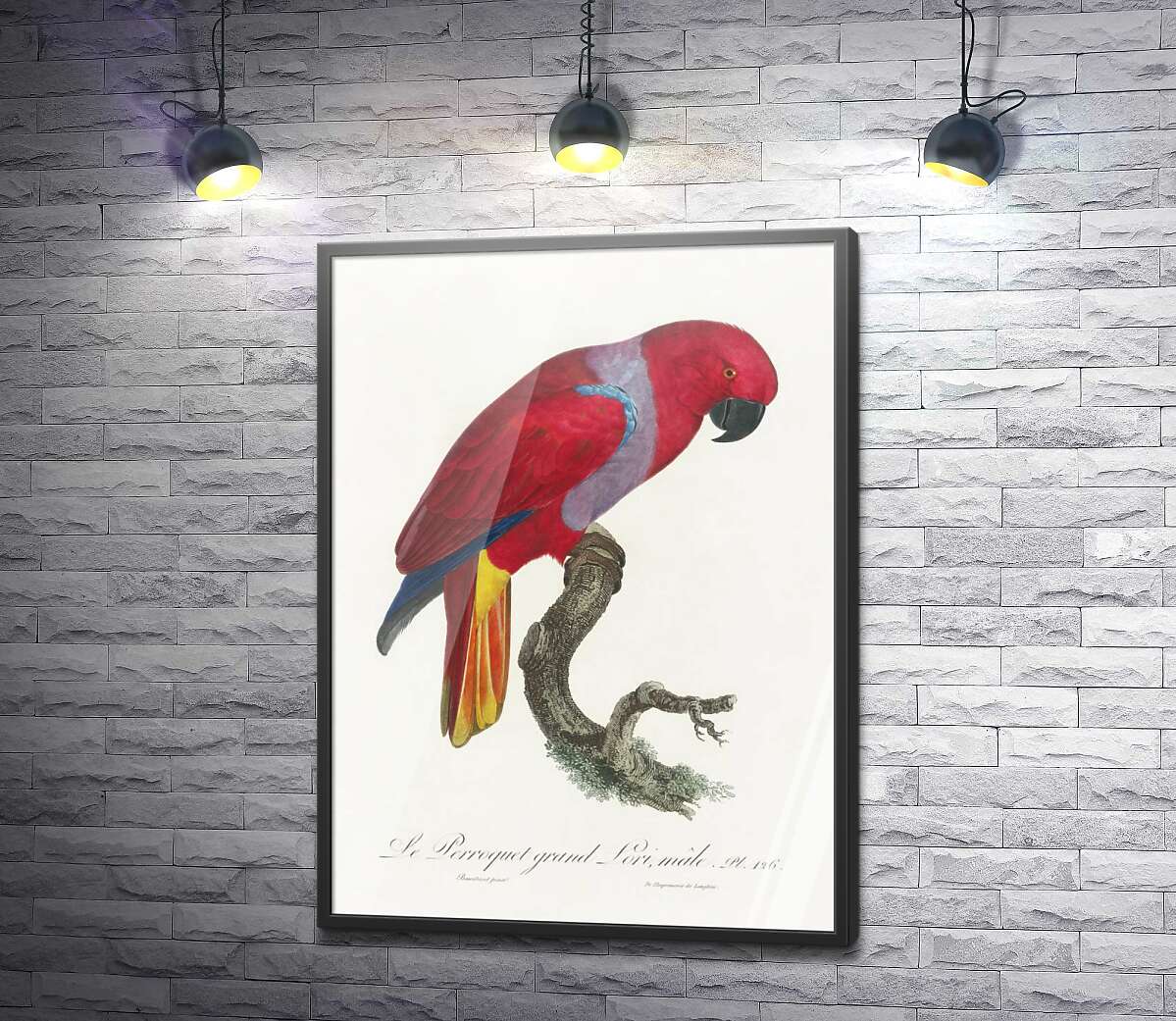 постер Яскравий червоний папуга