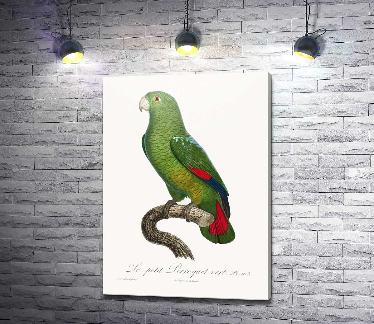 картина Большой зеленый попугай
