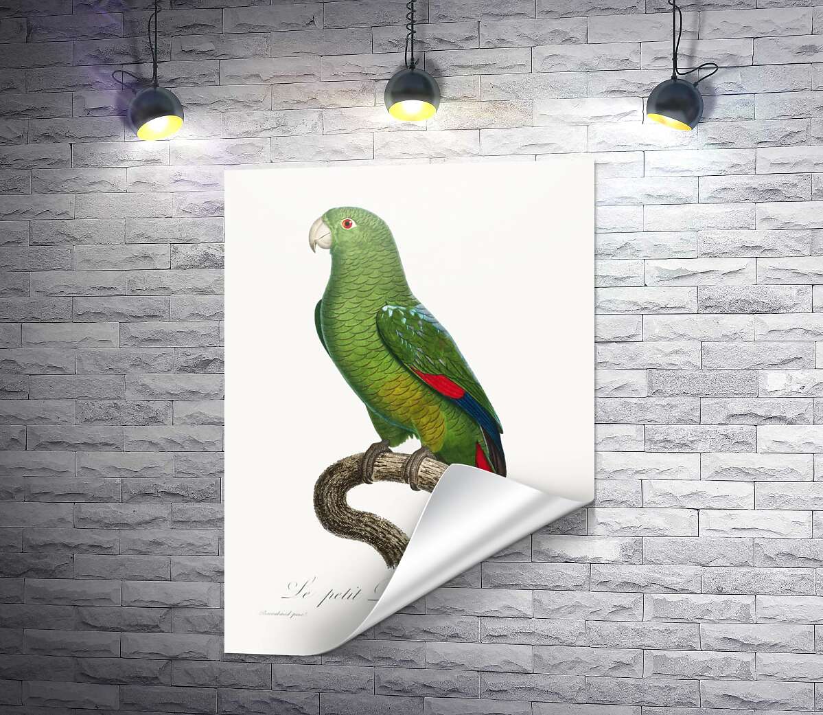 печать Большой зеленый попугай
