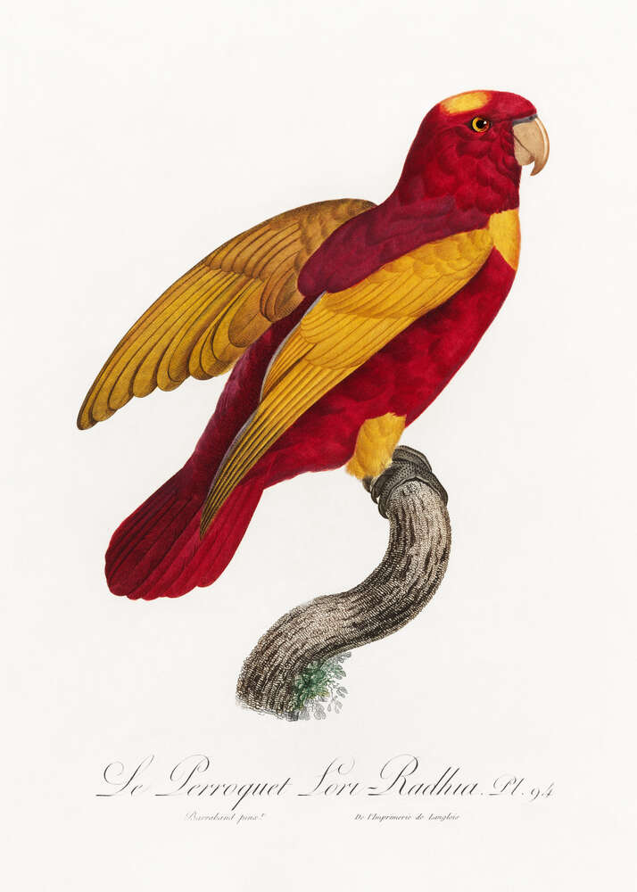 картина-постер Червоно-золотий папуга