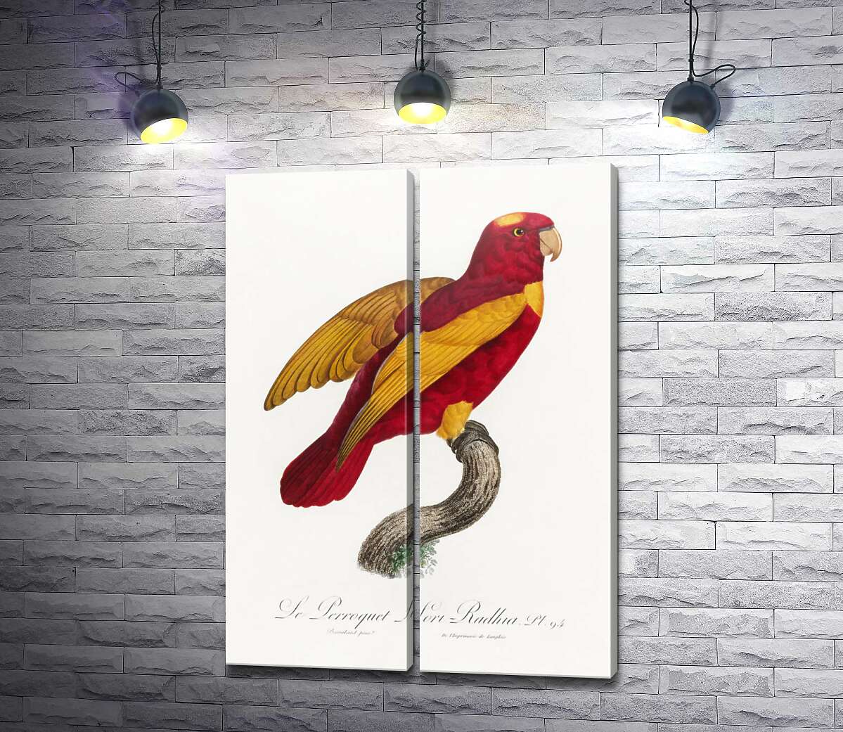 модульна картина Червоно-золотий папуга