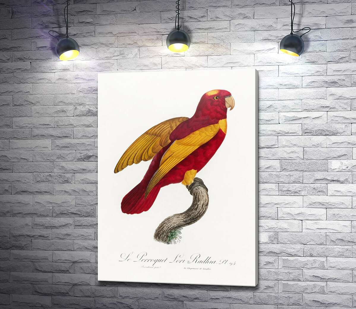 картина Червоно-золотий папуга
