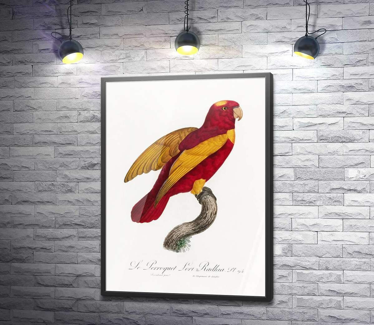 постер Красно-золотой попугай