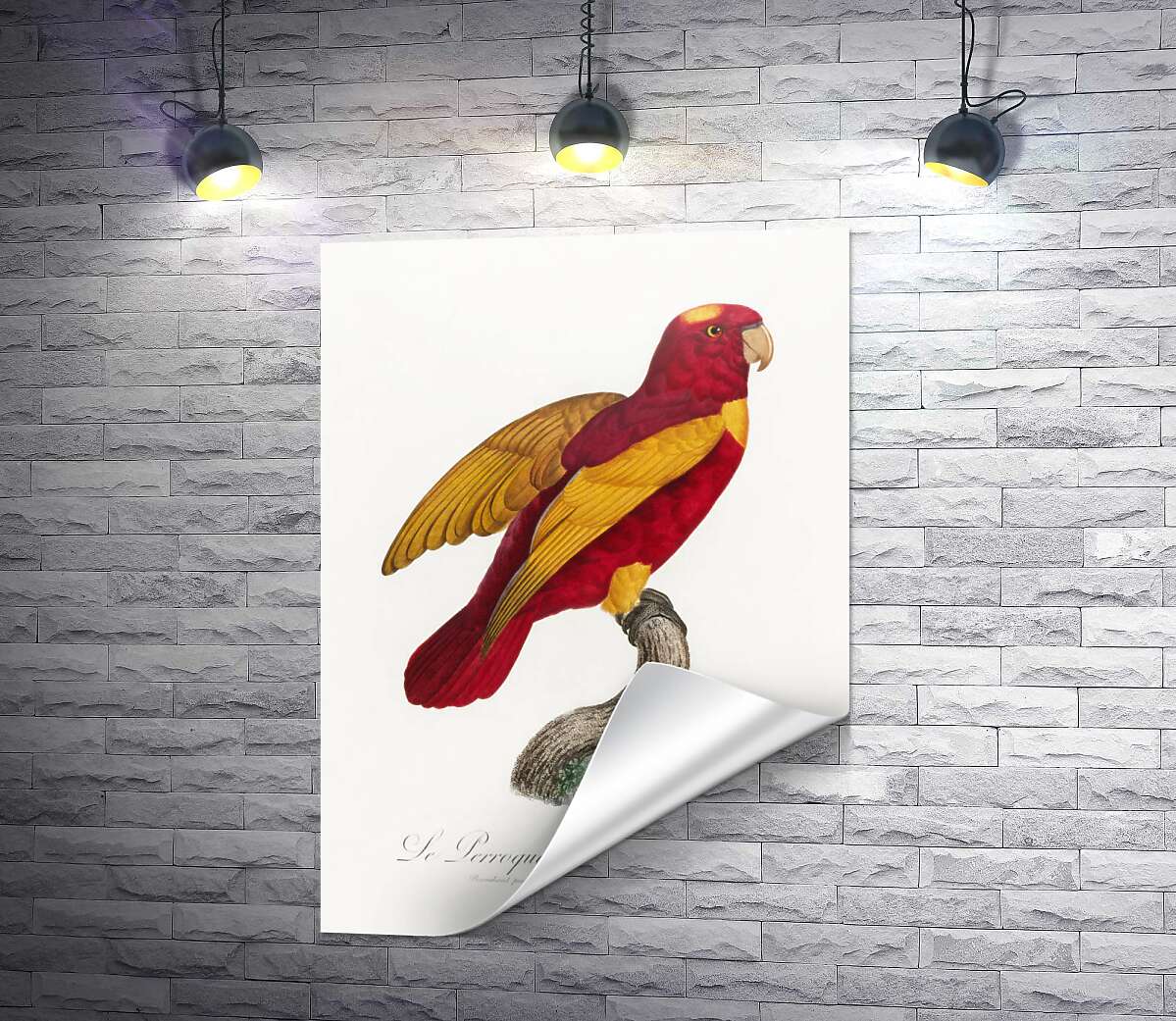 друк Червоно-золотий папуга