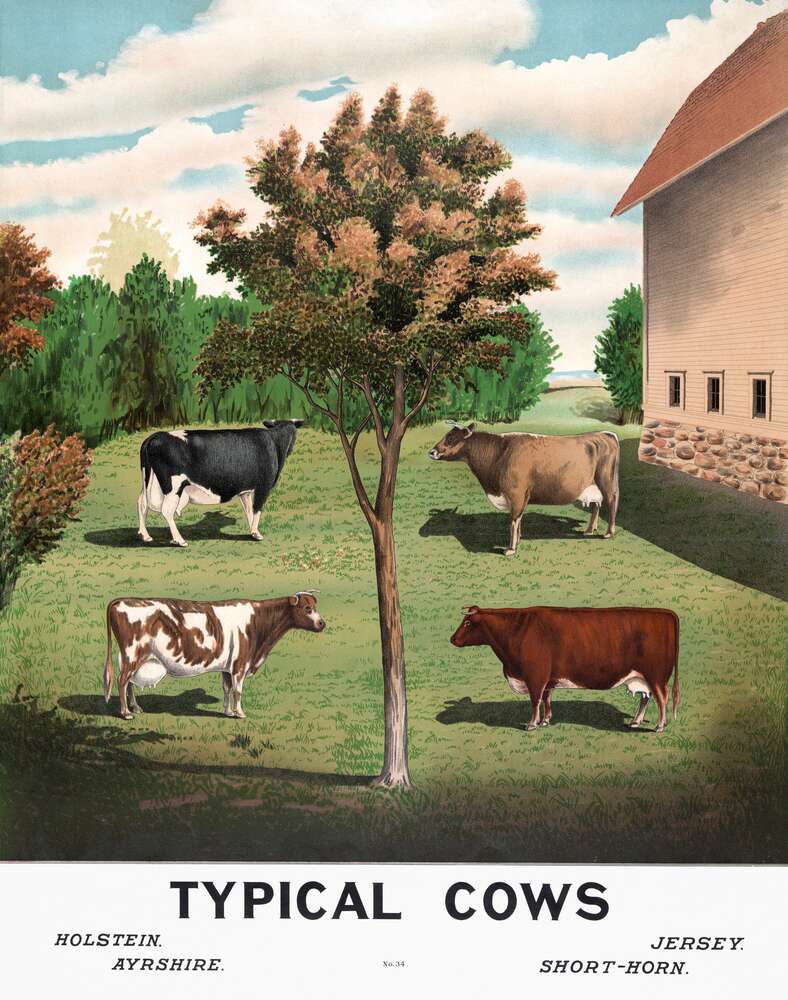 картина-постер Винтажный плакат сельского двора с коровами