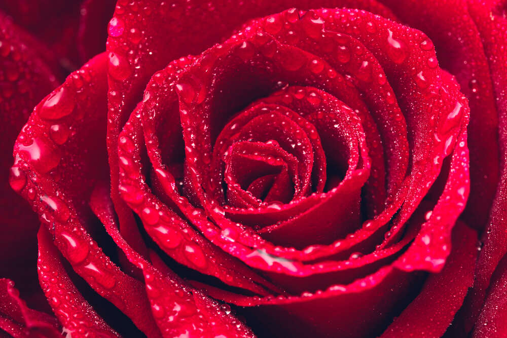 картина-постер Капельки воды на лепестках красной розы