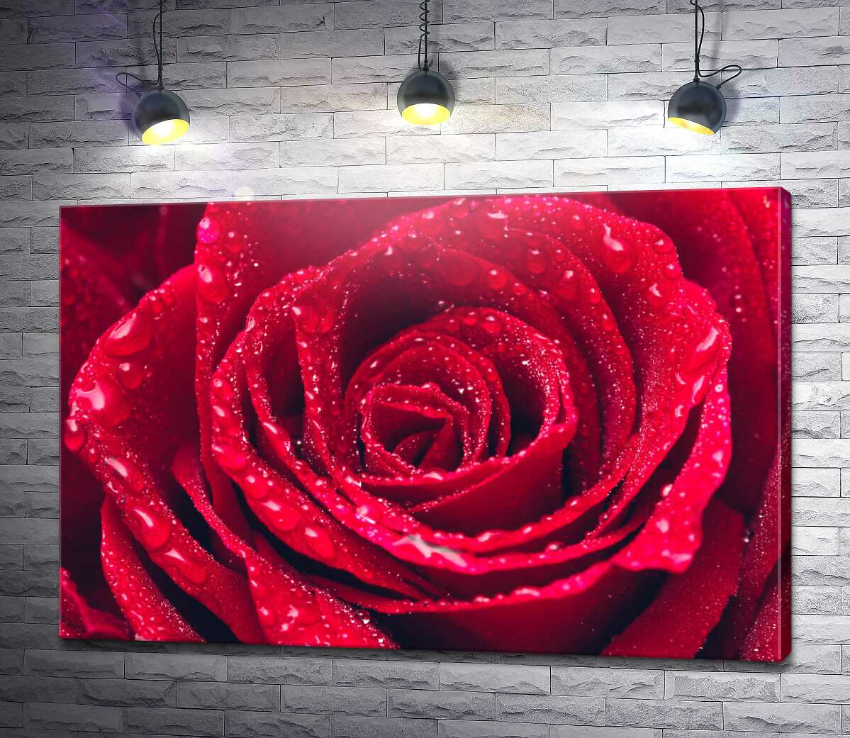 картина Крапельки води на пелюстках червоної троянди
