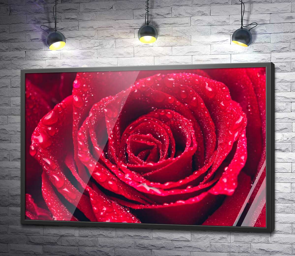 постер Крапельки води на пелюстках червоної троянди