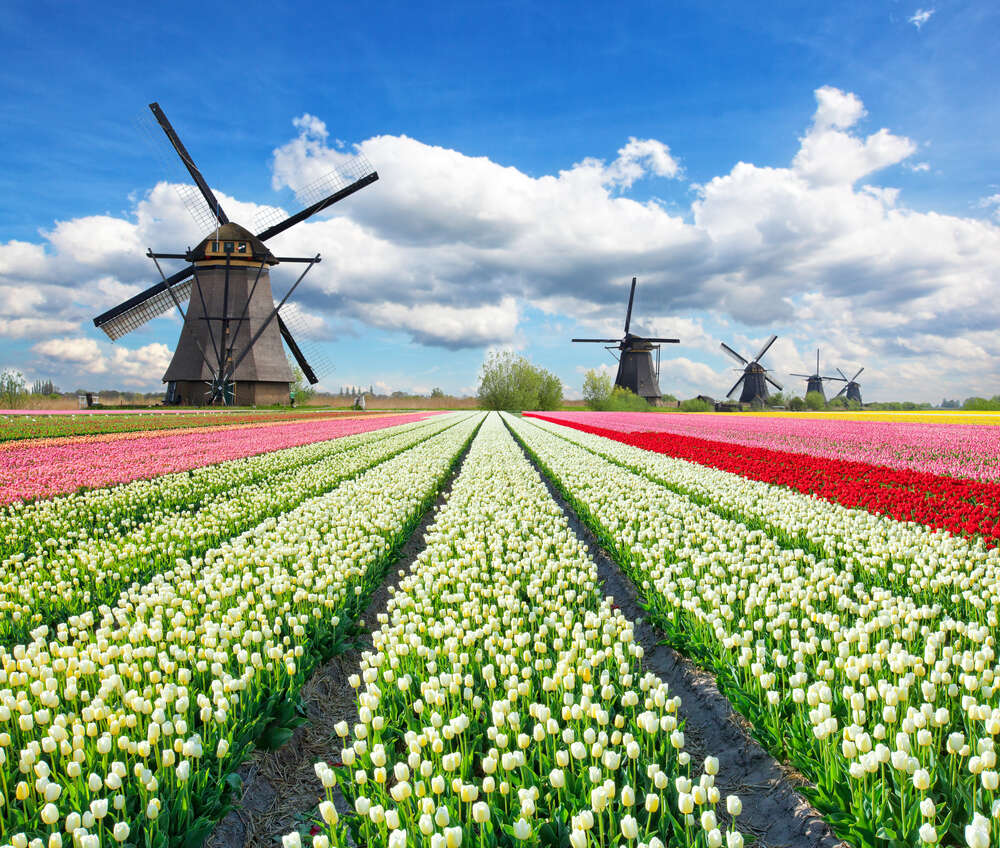 картина-постер Пестрые поля тюльпанов Голландии