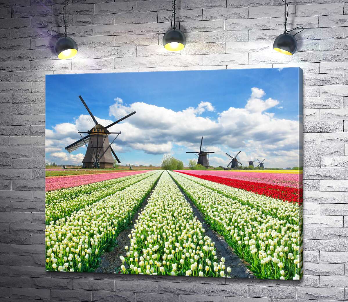 картина Строкаті поля тюльпанів Голландії