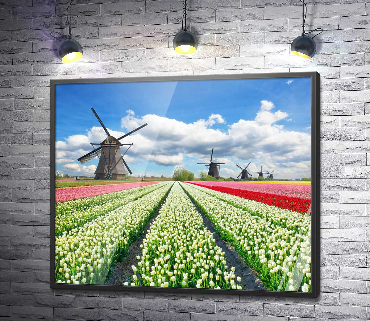 постер Пестрые поля тюльпанов Голландии