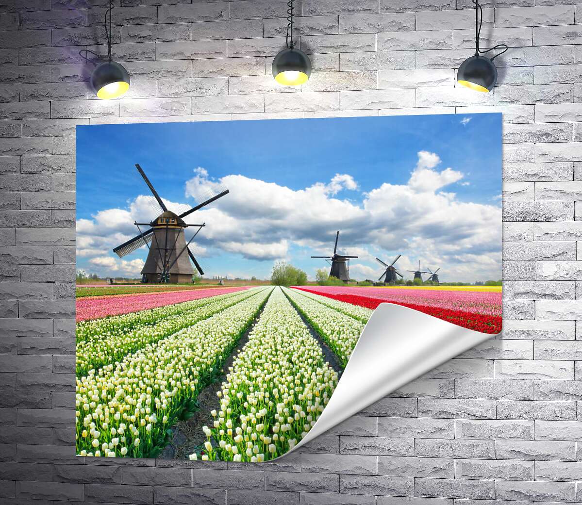 печать Пестрые поля тюльпанов Голландии