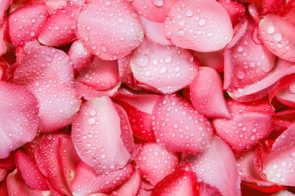 картина-постер Лепестки роз в капельках воды