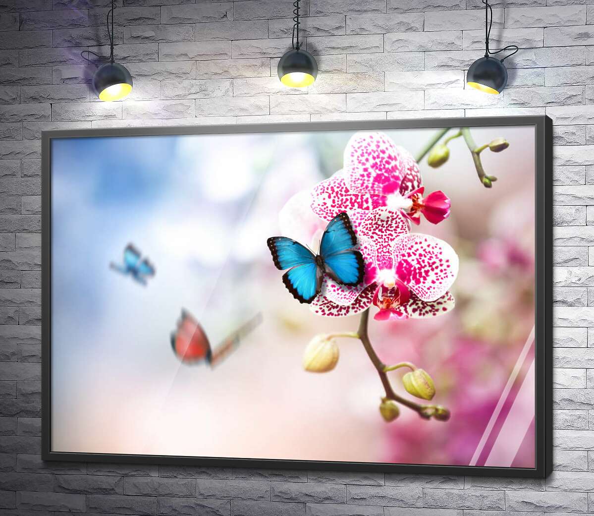 постер Яскравий блакитний метелик на ніжній квітці орхідеї