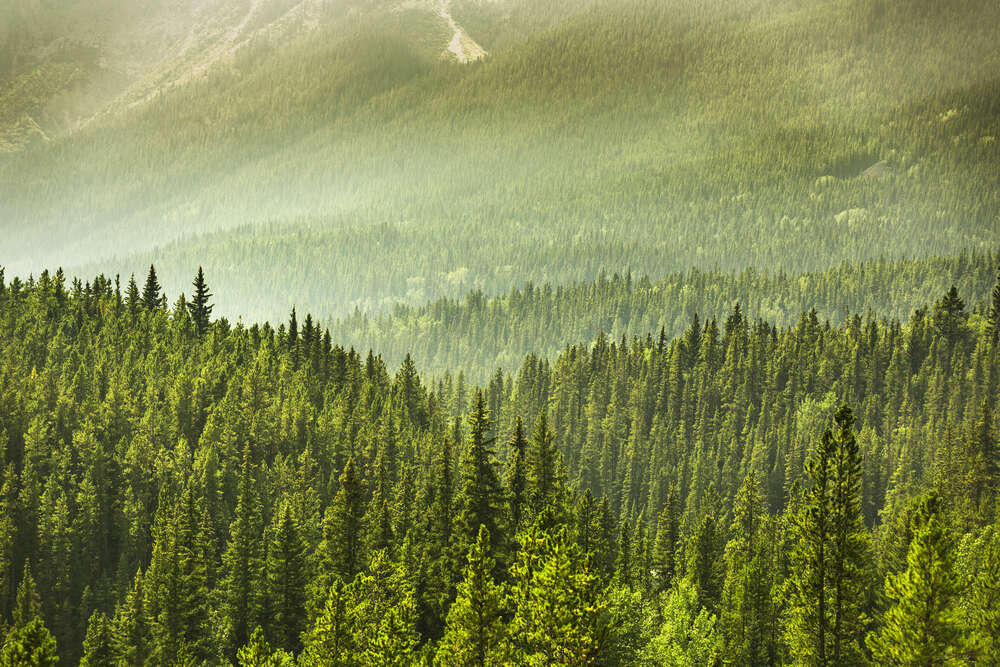картина-постер Туманная дымка над лесом в горах