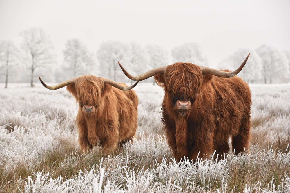 картина-постер Шотландские коровы в морозном поле