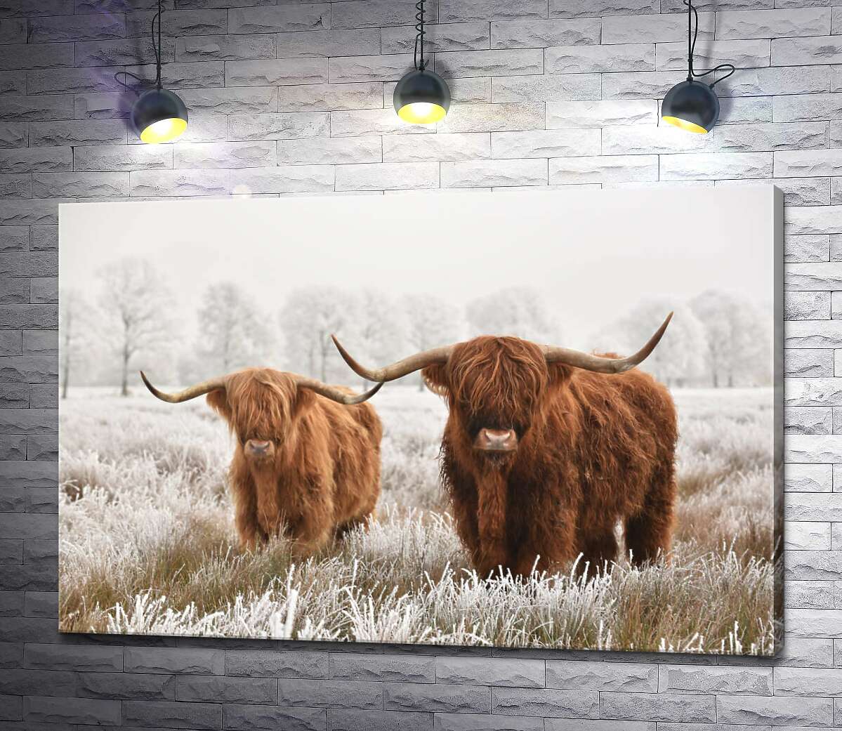 картина Шотландские коровы в морозном поле