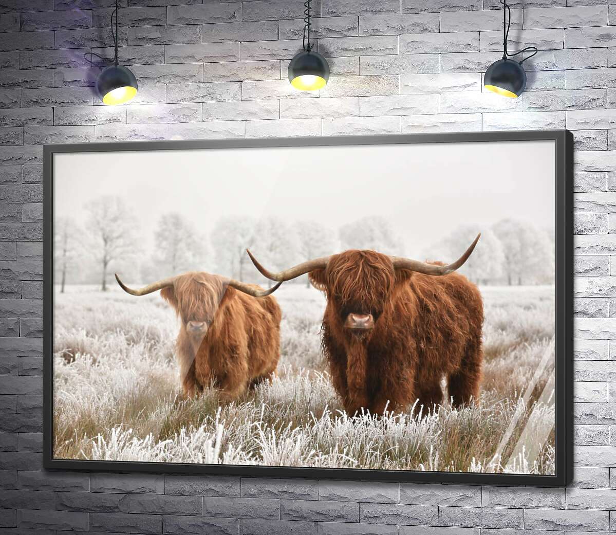 постер Шотландські корови в морозному полі