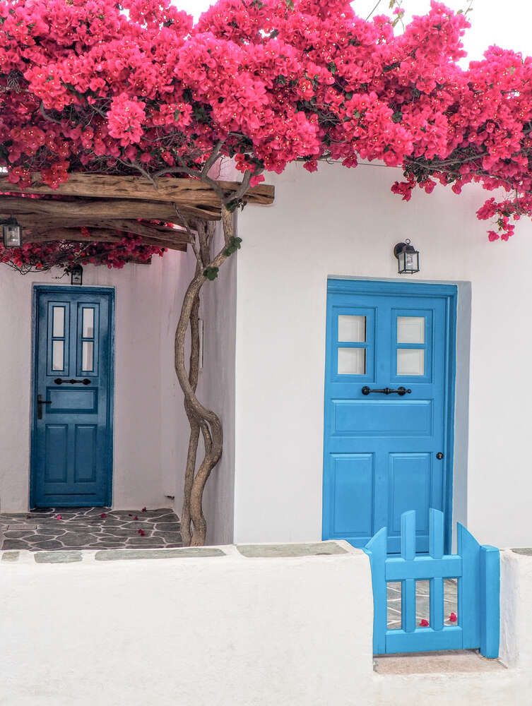 картина-постер Голубые двери белоснежного дома под цветущей лианой