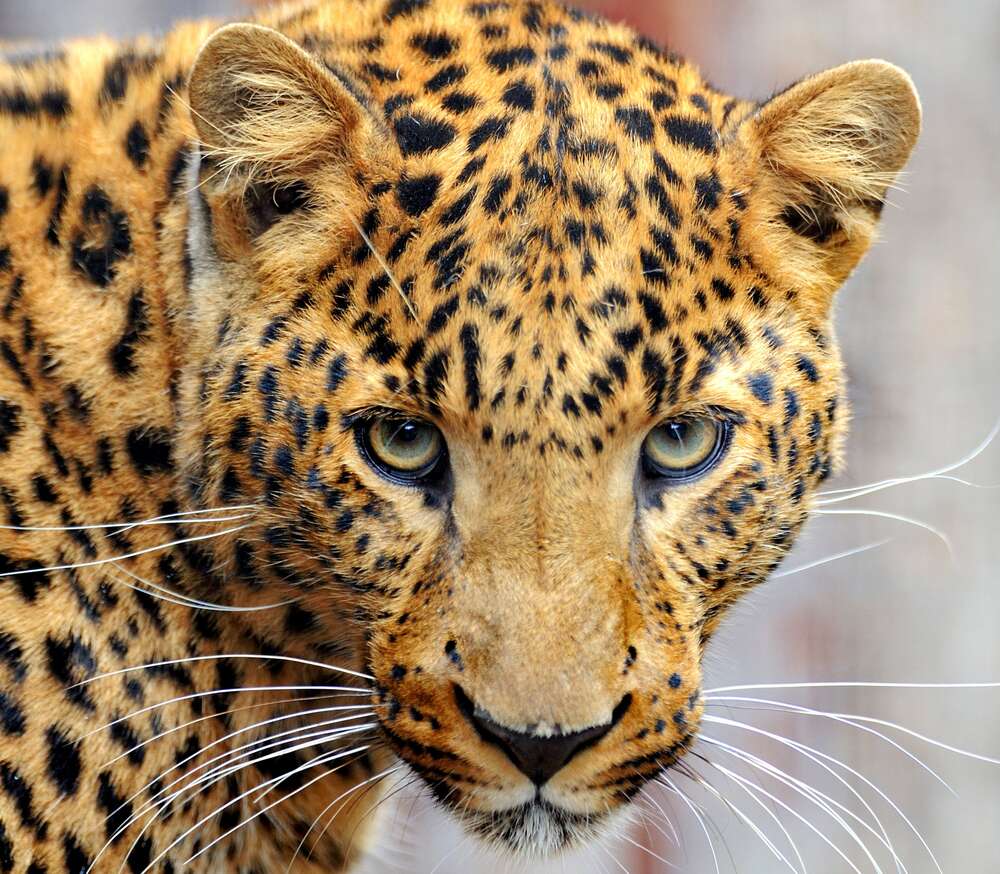 картина-постер Внимательный взгляд пятнистого леопарда