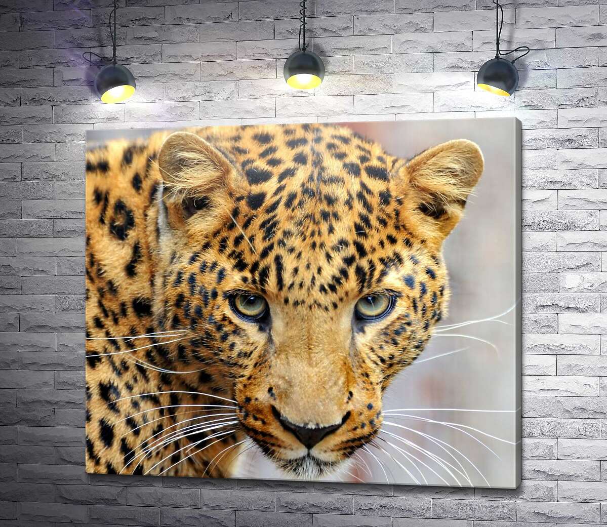 картина Уважний погляд плямистого леопарда