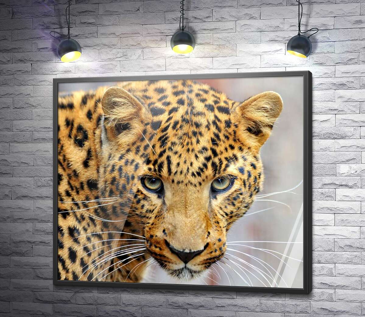 постер Уважний погляд плямистого леопарда