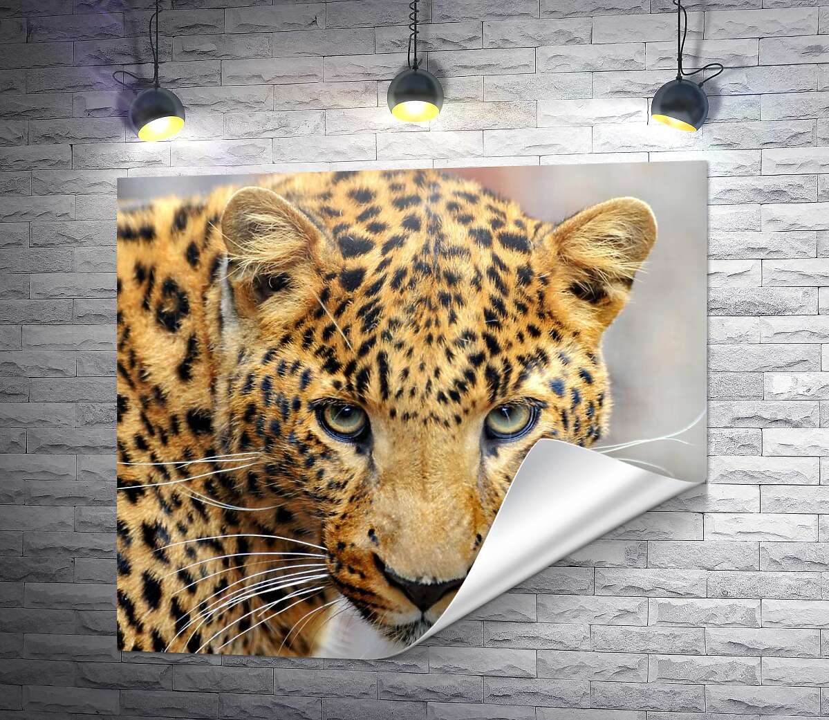 печать Внимательный взгляд пятнистого леопарда