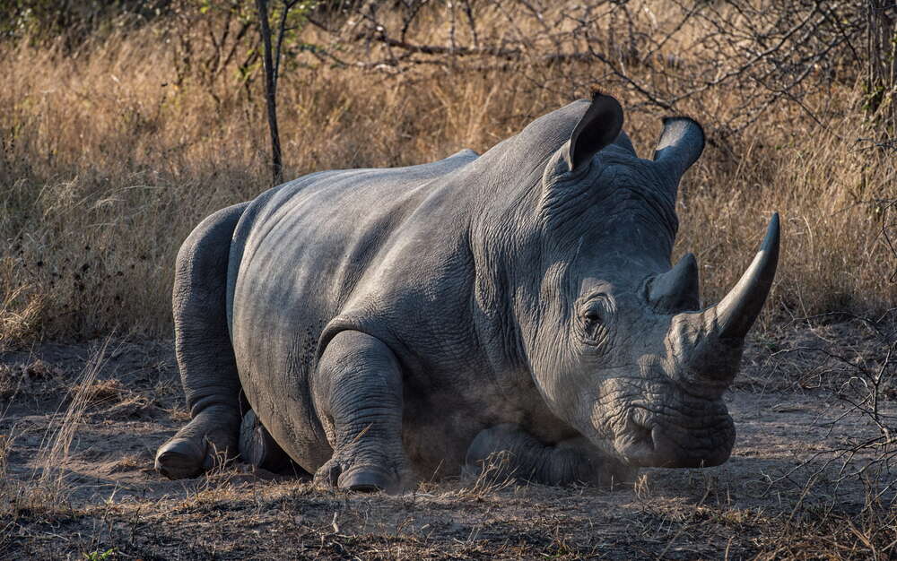 картина-постер Носорог отдыхает на земле