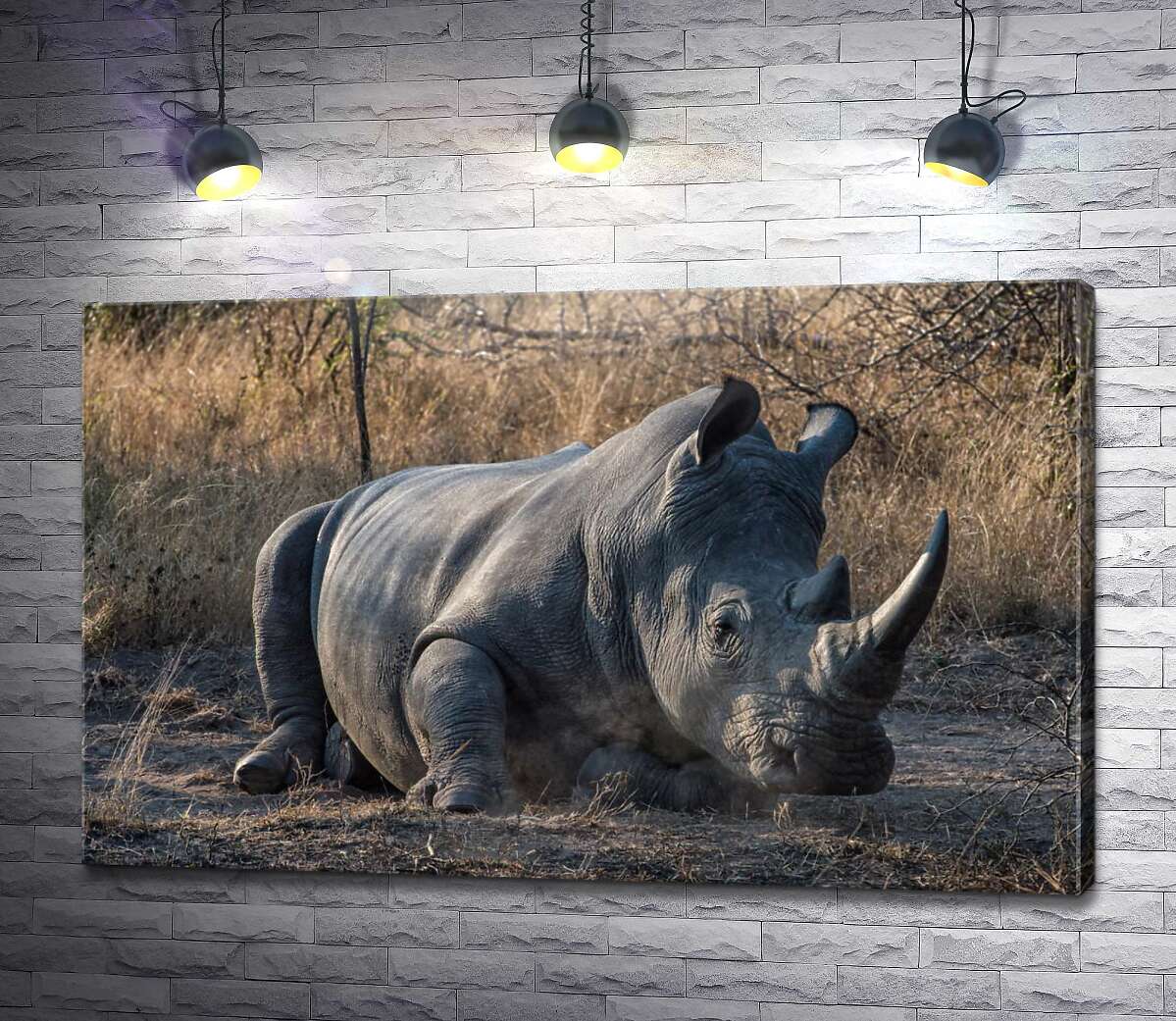 картина Носорог отдыхает на земле