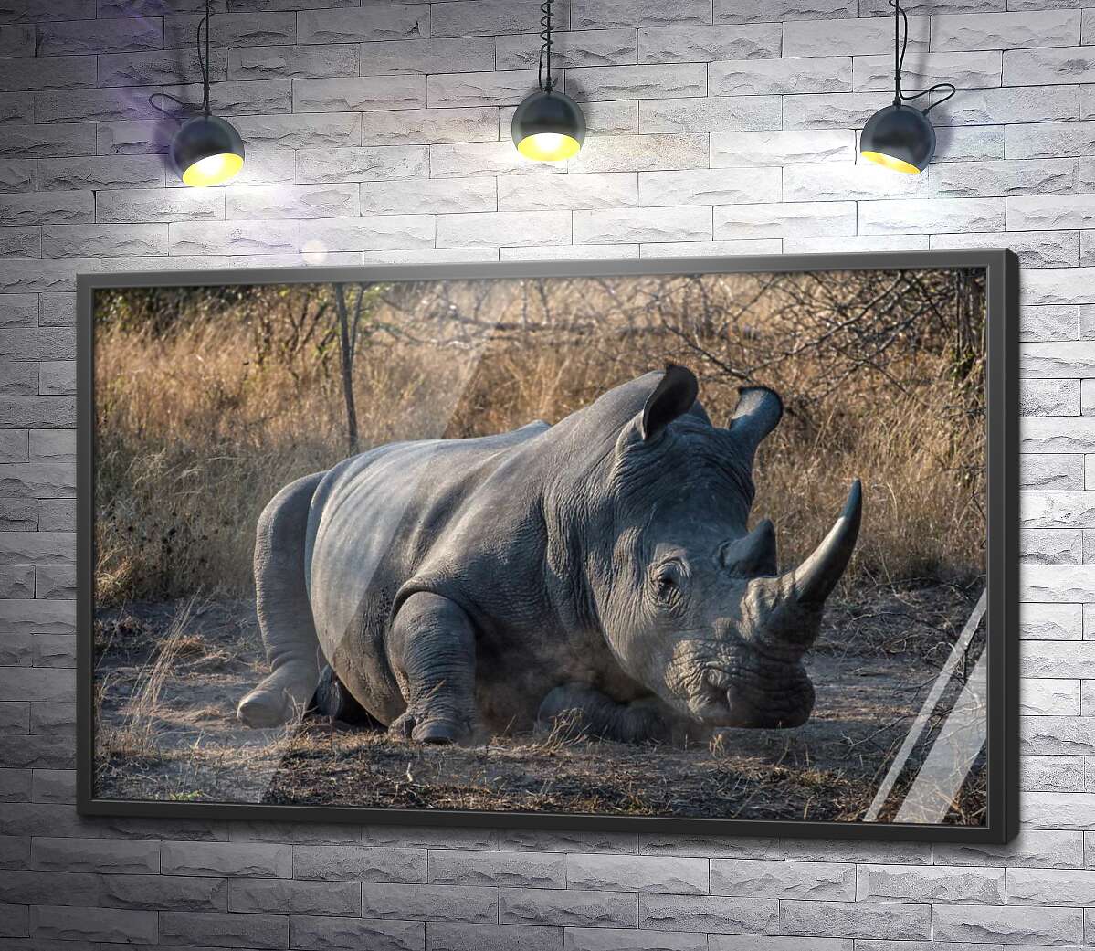 постер Носорог отдыхает на земле