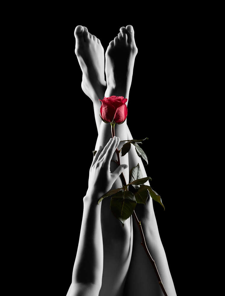 картина-постер Красная роза на стройных женских ногах