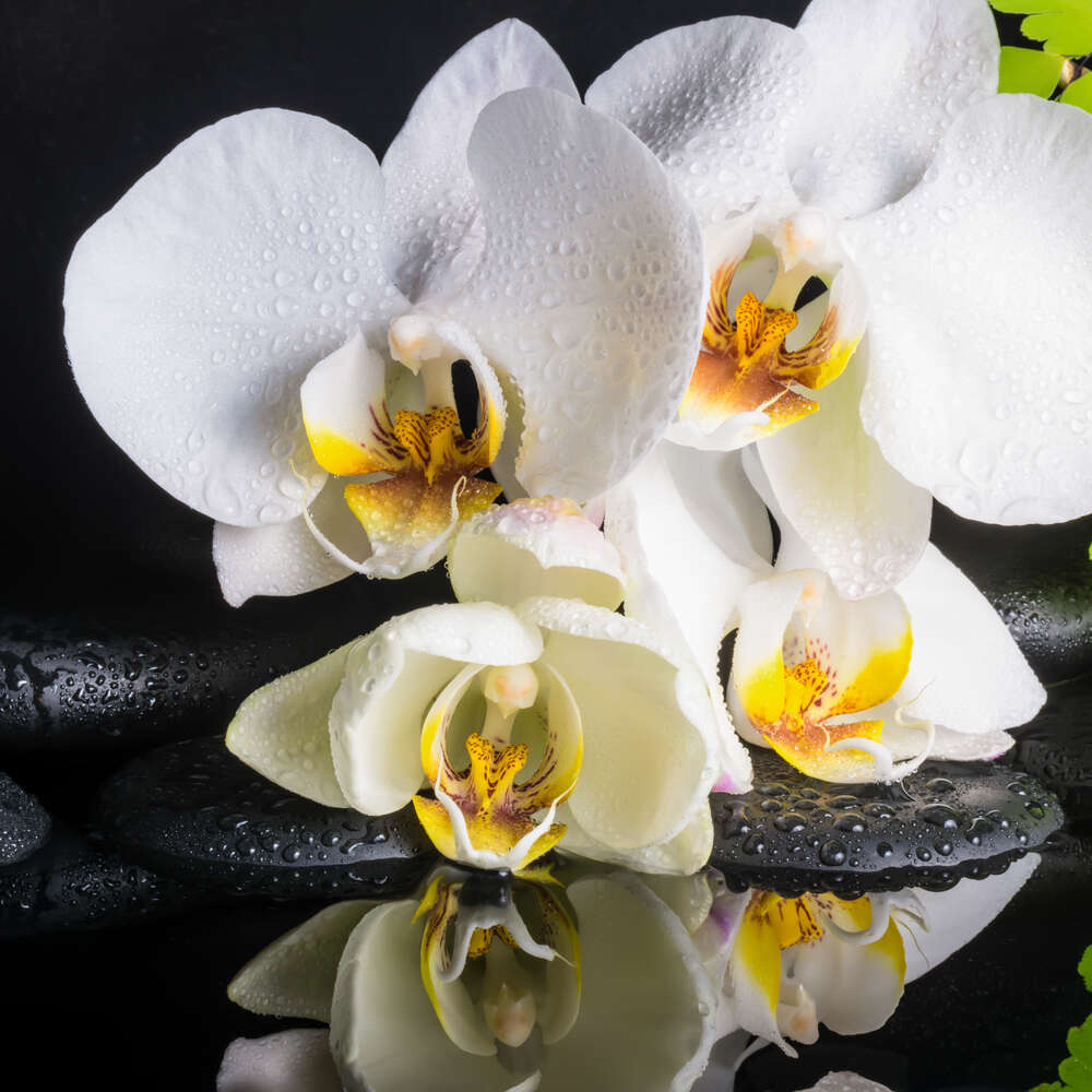 картина-постер Нежная белая орхидея на спа камнях