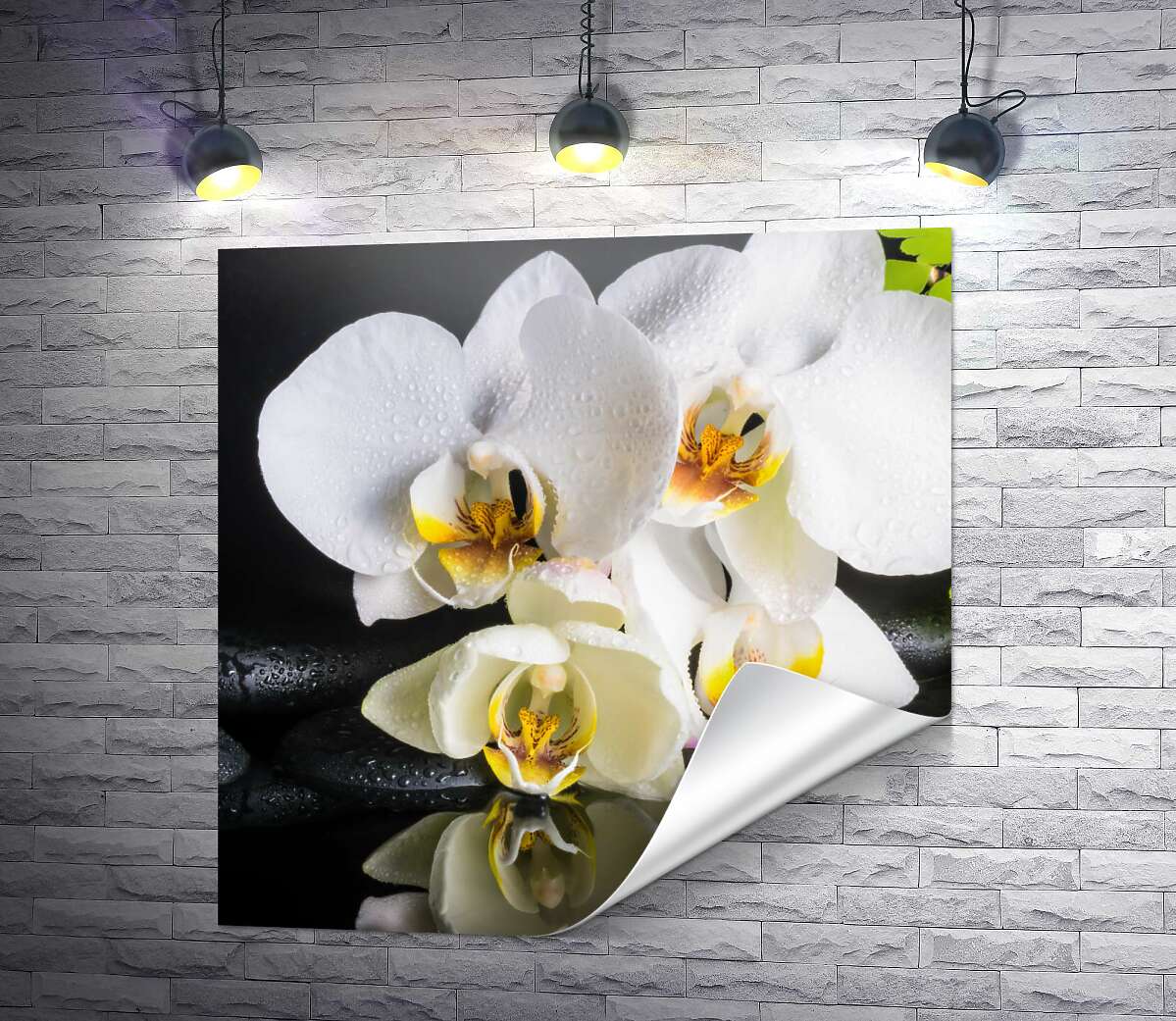 печать Нежная белая орхидея на спа камнях