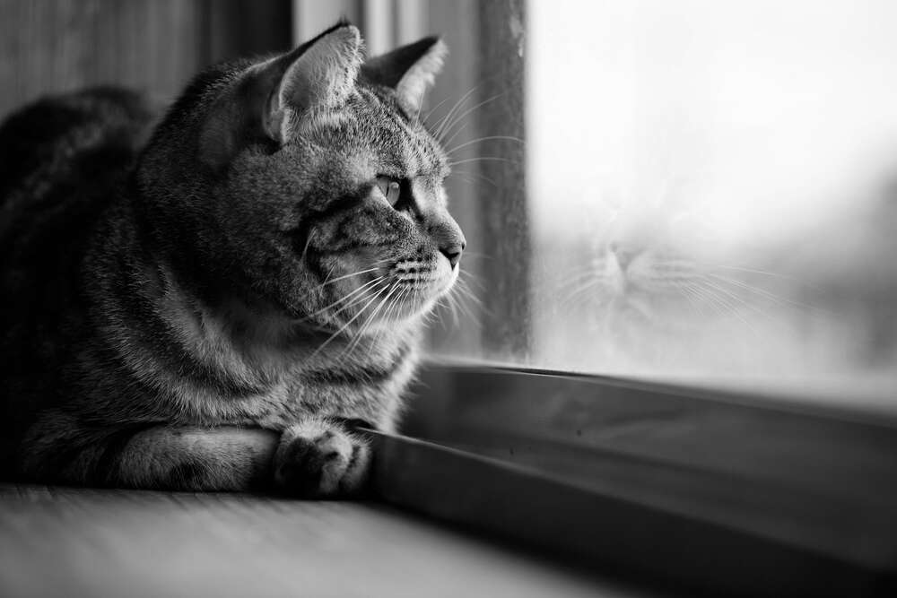 картина-постер Домашний кот смотрит в окно