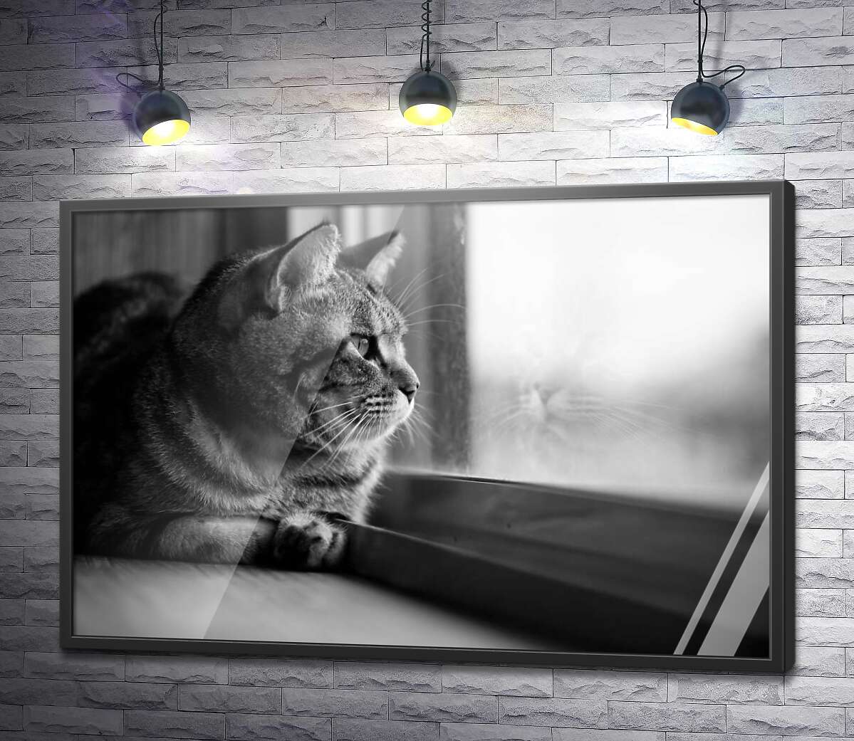 постер Домашний кот смотрит в окно