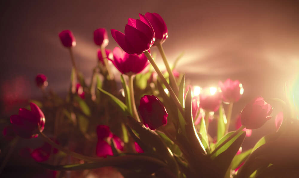 картина-постер Малинові тюльпани в світлі прожекторів